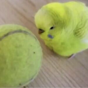 Meet your Posher, Glenda